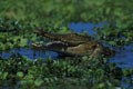 A l'affut près du lac de Lower Sabie, j'ai eu la chance de saisir cet instant.Le crocodile est parfaitement invisible et l' attaque extrémement brutale crocodile 